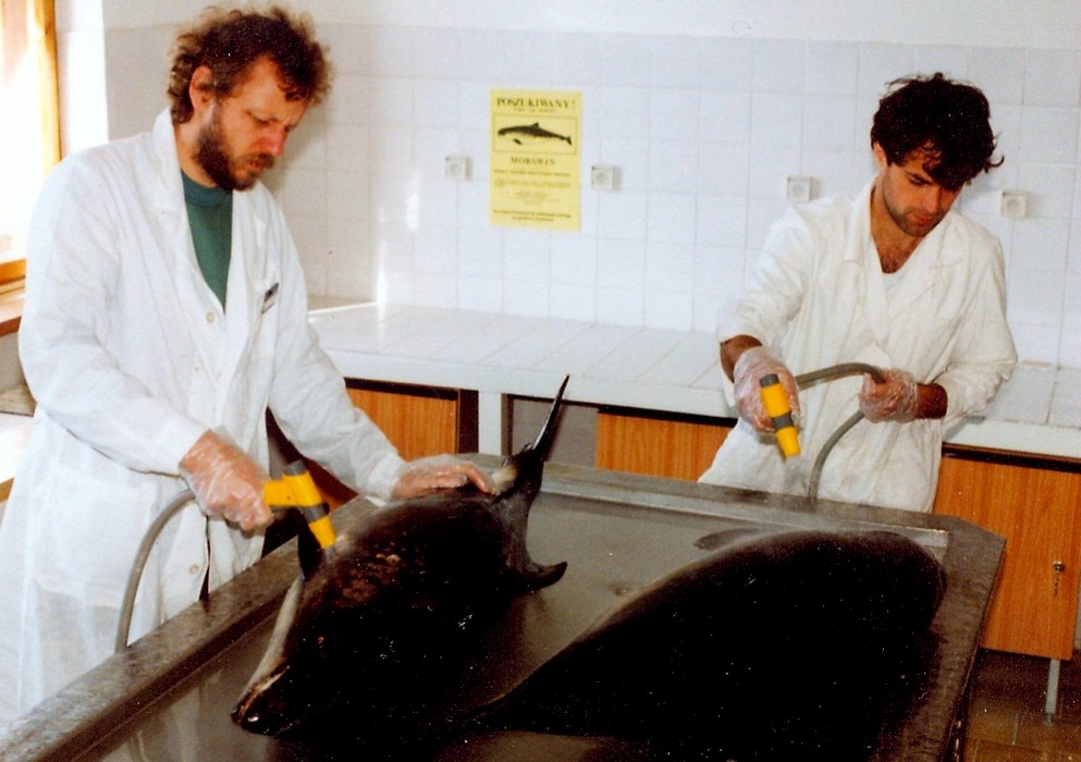 Z morświnami, początek lat 90.